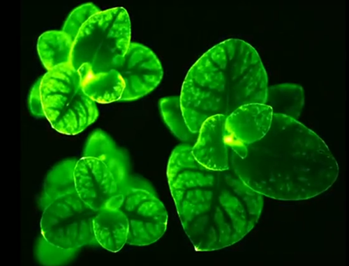 圖片關鍵詞 https://www.mushroommarket.net/file/upload/202005/07/14-30-10-78-283825.png