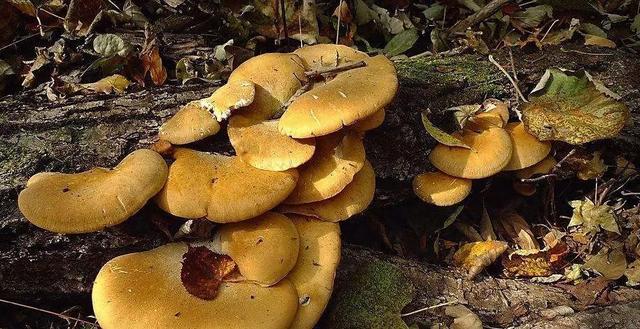 國(guó)家蘑菇地理：中國(guó)哪里的蘑菇最好吃？