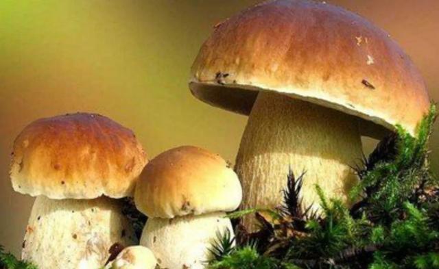 國(guó)家蘑菇地理：中國(guó)哪里的蘑菇最好吃？